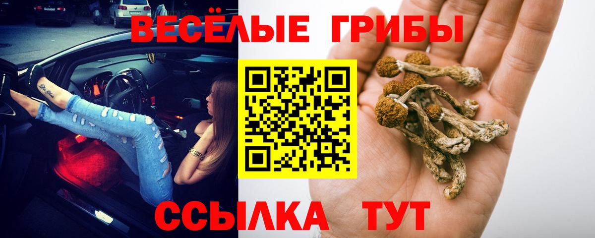 Бердск  Галлюциногенные грибы GOLDEN TEACHER  Вход с VPN 